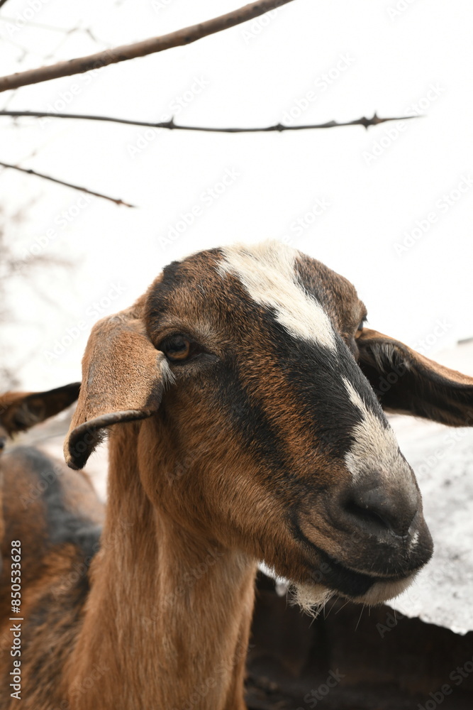 Wall mural goats grazing on an animal farm