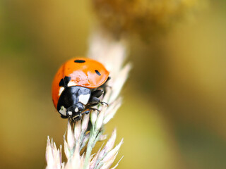 ladybird on a flower © Marian
