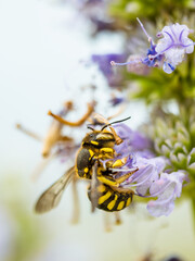 bee on flower