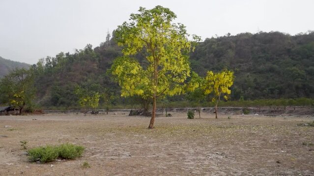Gulmohar, Yellow Flamboyant, Copper Pod trees in Uttarakhand forests. Vibrant flora. Indian landscape. Biodiversity. Nature scenery.