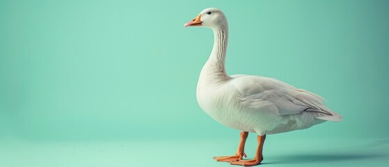 Obraz premium Graceful goose with white feathers and distinctive beaks, thriving in natural habitats and adding charm to serene water landscapes