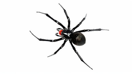 Black widow spider with a red hourglass shape on its abdomen against a white backdrop