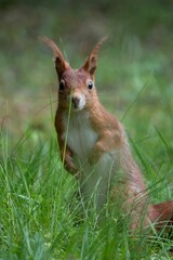 Curious red squirrel standing upright in lush green grass, looking directly at the camera.