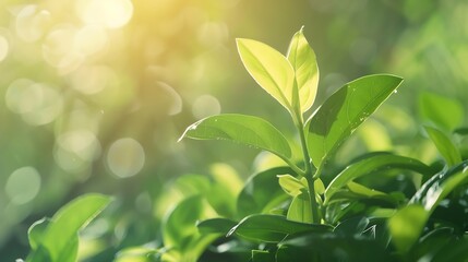 Natural concept environment and organic products Green abstract arrow natural design Natural design flyer layout marketing material copy space : Generative AI