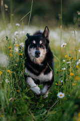 A mongrel dog in a field of daisies