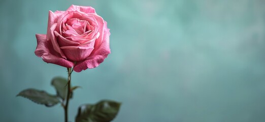 Fototapeta premium Single Pink Rose Against a Light Blue Background