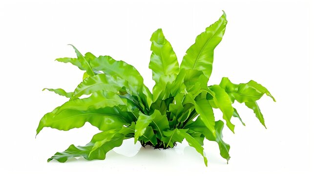 Aquatic plant java fern microsorum pteropus  narrow isolated on white background with clipping path : Generative AI