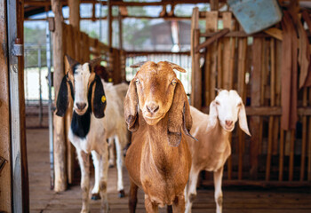 Herd of goats in a barn,Group of goat with cute face in rural farm