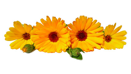 Calendula. Marigold flower leaf isolated on white background. Calendula orange cup (Marigold flower) leaf natural yellow flower. Calendula officinalis medicinal plant petals, herb leaves - floral tea