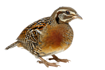 A colorful bird with intricate patterns on its feathers, isolated on transparent background.