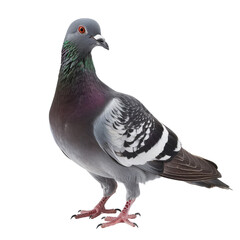 Obraz premium A pigeon with vibrant colors, isolated on transparent background. Perfect for wildlife, birdwatching and nature .