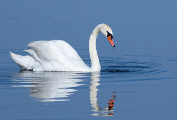 Mute swan, Cygnus olor. A beautiful bird floats down the river, diving for food