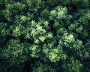 Fototapeta premium Lush green trees in a forest, highlighting the beauty of nature.