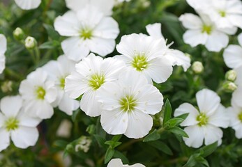 アレナリア20240404