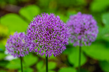 Allium decorative bow in the summer in the garden close-up.