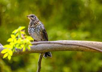 A thrush bird sits on a tree branch in spring close-up.