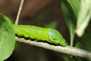 Big fat final instar larva of Great Mormon swallowtail (Nagasakiageha) butterfly in the forest...