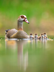Nilgans (Alopochen aegyptiaca) Küken