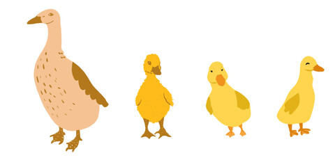 Set of duck and ducklings isolated. Farm animals