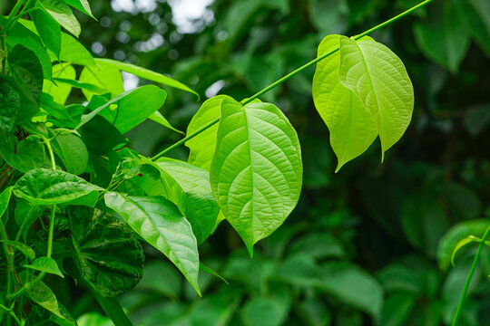 Rangoon creeper leaves on a blurry background 
