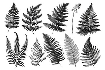 Fototapeta premium A collection of various fern leaves in different shapes and textures