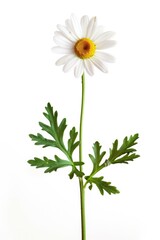 A simple yet elegant arrangement of a single white flower with green leaves on a white background, suitable for various uses such as wedding decorations, floral arrangements, and more