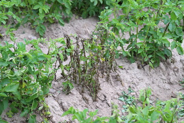 Potato blight or late blight is serious potato and tomato disease causes by a fungus-like microorganism Phytophthora infestans an oomycete or water mold.