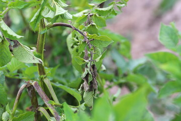 Potato blight or late blight is serious potato and tomato disease causes by a fungus-like microorganism Phytophthora infestans an oomycete or water mold.