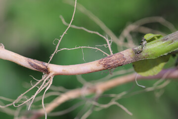 Black scurf of potato or black speck of potato. Fungal disease of potatoes caused by the...