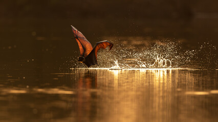 Indian Flying Fox Captured at Gujarat 