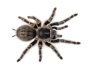 Female Grammostola Pulchripes aka Chaco Golden Knee tarantula. Top view, isolated on a white background.