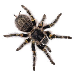 Female Grammostola Pulchripes aka Chaco Golden Knee tarantula. Top view, isolated on a white background.