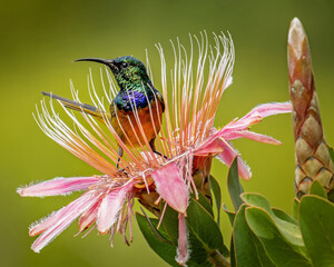 Orange Breasted sunbird on protea - anthobaphes Violacea © Cynthia