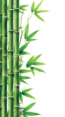 Naklejka premium green bamboo poles on white background