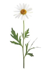 A single white flower blooms on a stem surrounded by lush green leaves