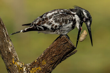 Pied kingfisher