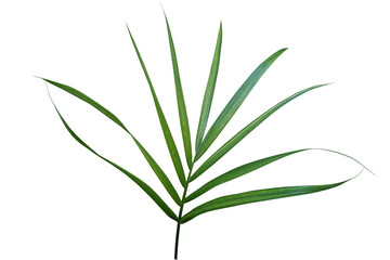 tropical palm leaf isolated on white background