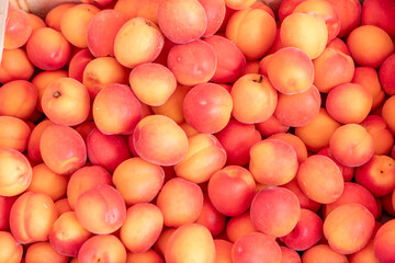apricots fruits at the farmers market
