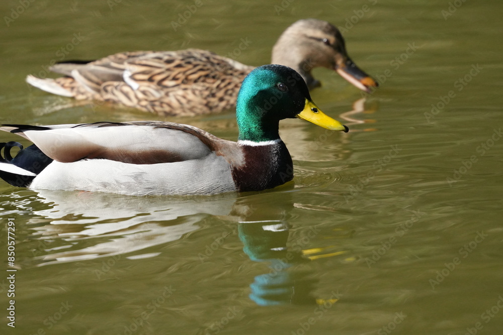 Wall mural mallard in a pond