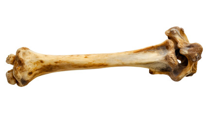 Bone isolated on transparent background. Raw uncooked object, medical human skeleton anatomy, joint, body, piece, dog