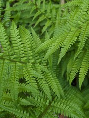 Green Fern Leaves Close-Up in a Forest in Austria Europe