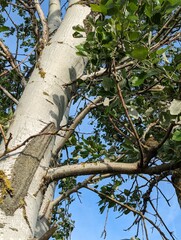 Tree Trunk Bark Close-Up and Foliage on a Sunny Spring Day