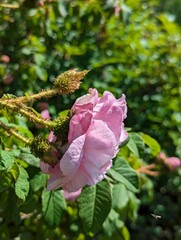 Moss Rose on a Sunny Spring Day in a Lush Garden