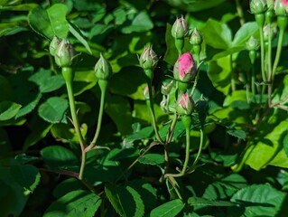 Pink Rose Buds in a Green Beautiful Spring Garden on a Sunny Day