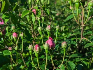 Pink Rose Buds in a Green Beautiful Spring Garden on a Sunny Day