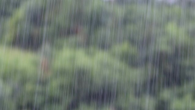 Intense rainfall over lush green forest during monsoon season. Perfect for nature and weather projects