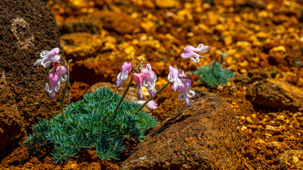 コマクサの花　高山植物