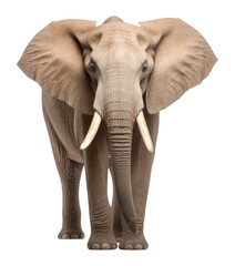 Fototapeta premium PNG Elephant wildlife animal mammal.