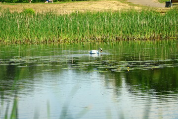 Obraz premium swan on the river with its reflection in the water among water lilies and rushes
