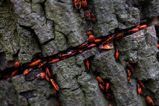 Closeup shot of single group of adult red and black firebugs (Pyrrhocoris apterus)